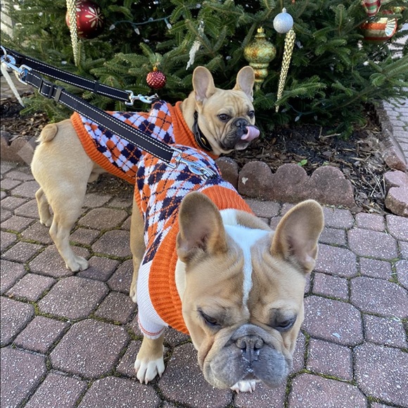 NWOT BOBIBI Orange White Nerd Diamond Pet Sweater - Picture 1 of 6